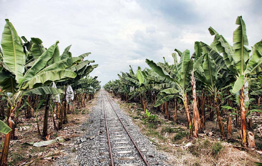 Bananenplantage Ecuador