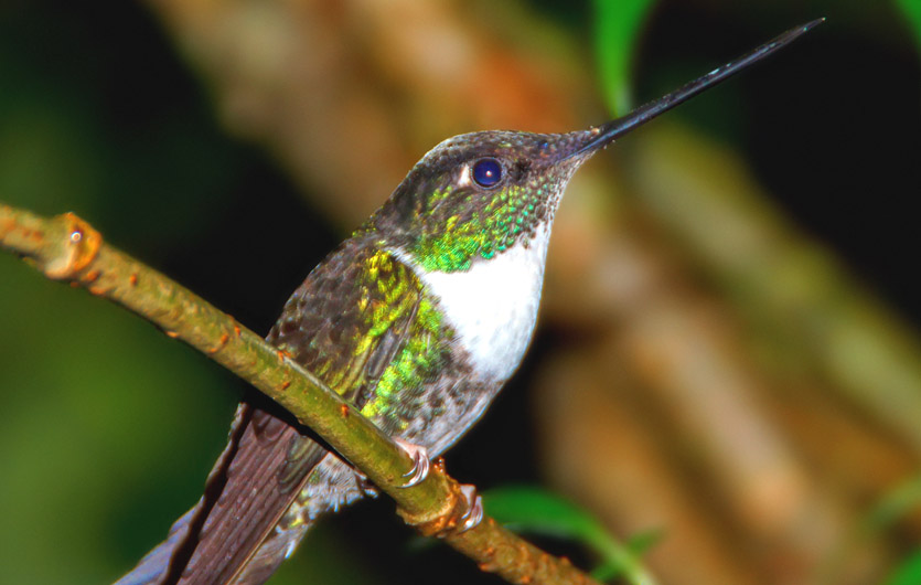 Kolibri am Amazonas Ecuador