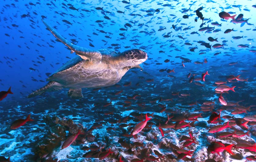 Unter Wasser vor Galapagos