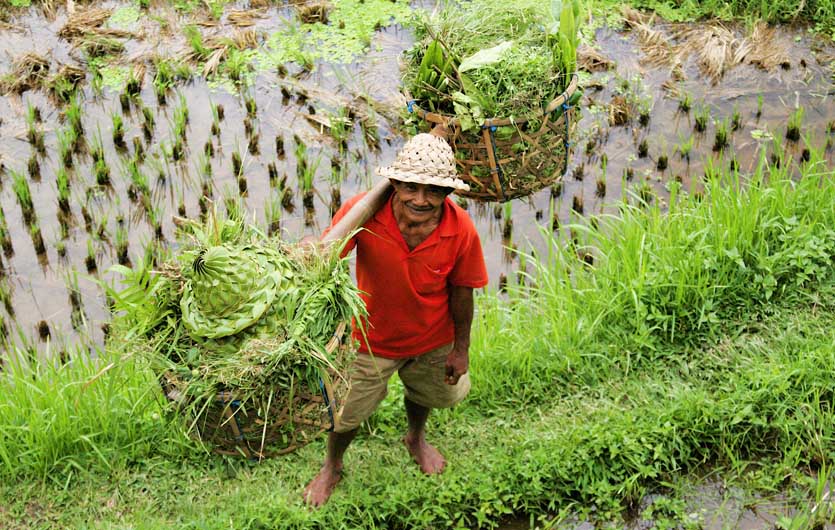Balinesischer Farmer