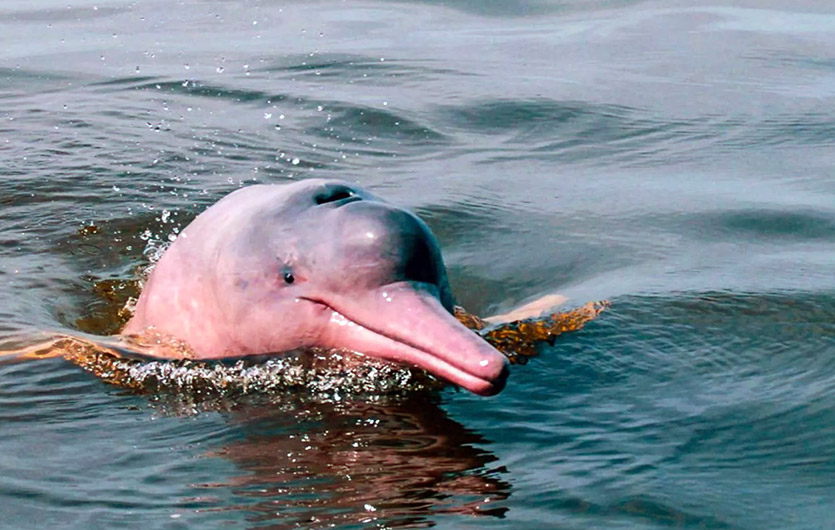 Delphin im Amazonas Peru