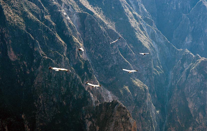 Cruz del Condor Colca Schlucht Peru